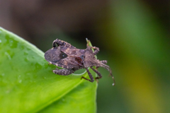 Acanthocoris scaber
