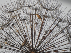 Passeriformes