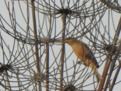 Passeriformes