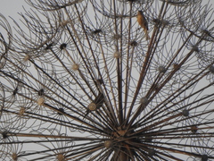 Passeriformes