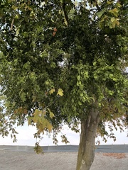 Phoradendron macrophyllum