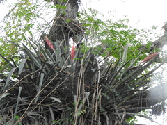 Aechmea distichantha