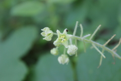 Microsechium helleri