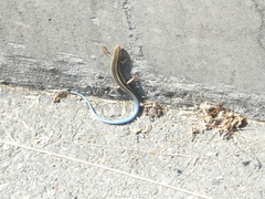 Plestiodon skiltonianus