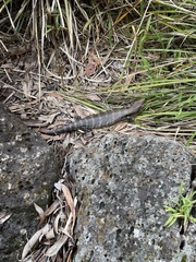 Tiliqua scincoides