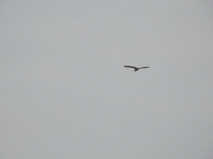 Egretta thula