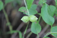 Microsechium helleri