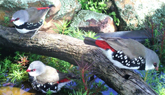 Stagonopleura guttata