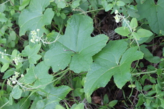 Microsechium helleri