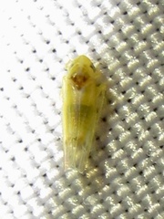 Erythridula penenoeva