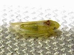 Erythridula penenoeva