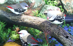 Stagonopleura guttata