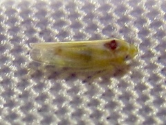 Erythridula penenoeva
