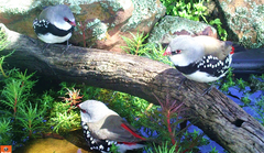 Stagonopleura guttata