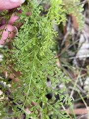 Lindsaea microphylla