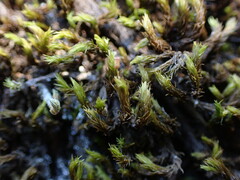 Grimmia ramondii