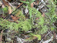 Lindsaea microphylla
