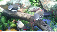 Stagonopleura guttata