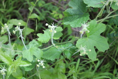 Microsechium helleri