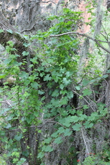 Microsechium helleri