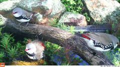 Stagonopleura guttata