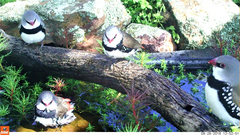 Stagonopleura guttata