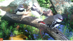 Stagonopleura guttata