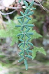 Pellaea ternifolia