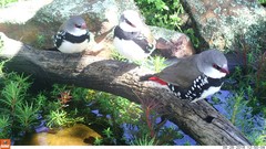 Stagonopleura guttata