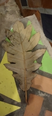 Bocconia frutescens