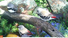 Stagonopleura guttata