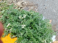 Parthenium bipinnatifidum