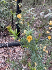 Gompholobium latifolium