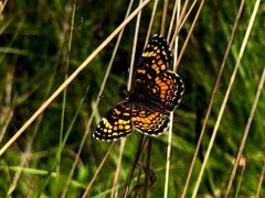 Phyciodes graphica
