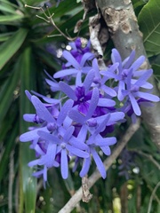Petrea