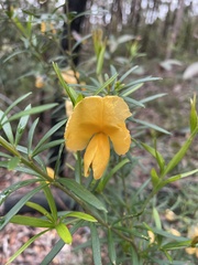 Gompholobium latifolium