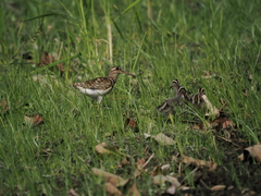 Rostratula benghalensis