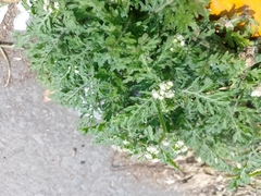 Parthenium bipinnatifidum