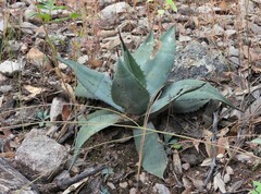 Agave parryi parryi