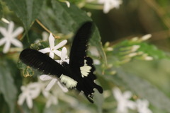 Papilio nephelus