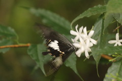 Papilio nephelus
