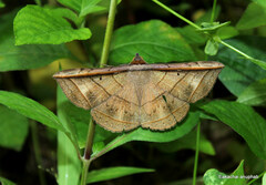 Entomogramma fautrix