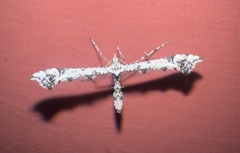 Amblyptilia pica