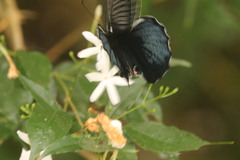Papilio protenor