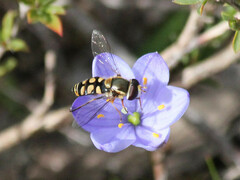 Simosyrphus grandicornis