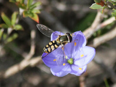 Simosyrphus grandicornis