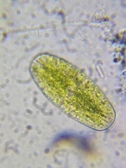 Netrium digitus