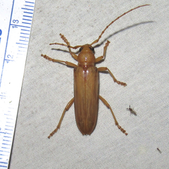Atylostagma politum