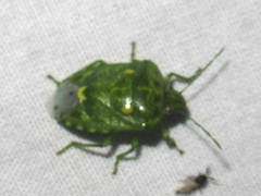 Banasa euchlora
