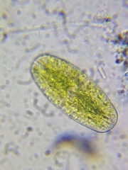 Netrium digitus